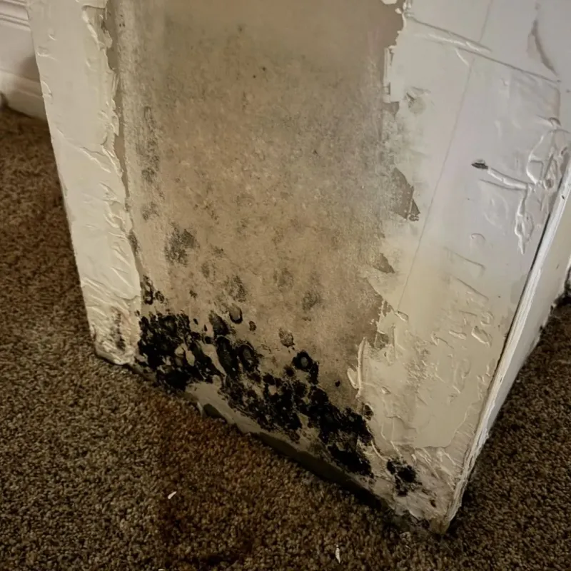 Professional Mold Removal in Wibaux, MT